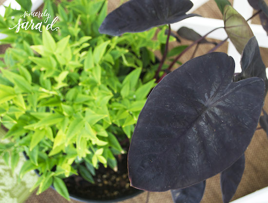 Puckered-Up Colocasia and Lemon-Lime Nandina planted