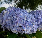 How to Manage Your Hydrangea Blossom Color