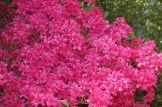 Azaleas in 7 gal containers